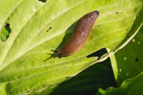 slug defence earnshaws