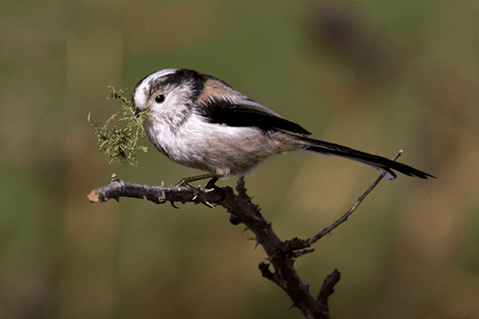 bird on tree branch