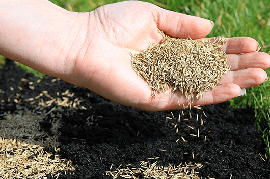 Grass seeds