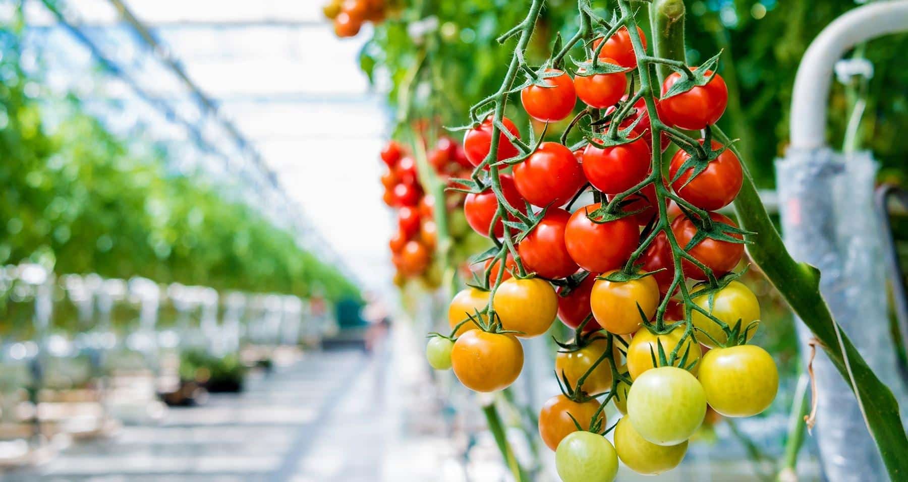 Tomato plants