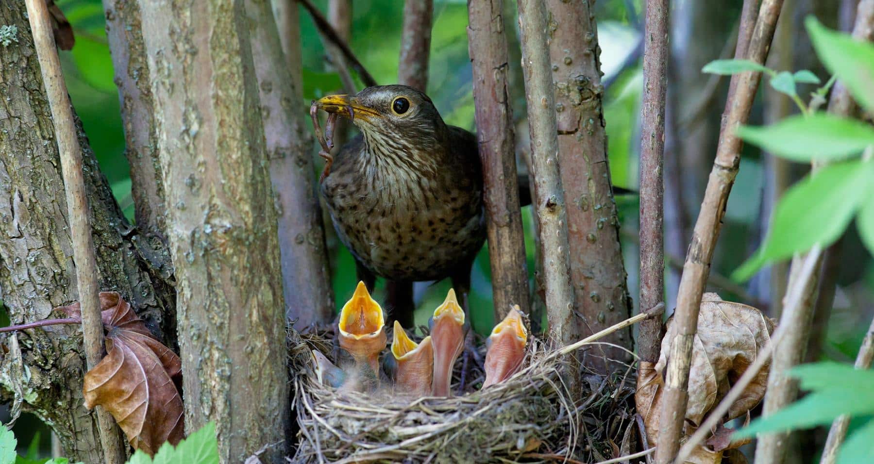 Nesting birds