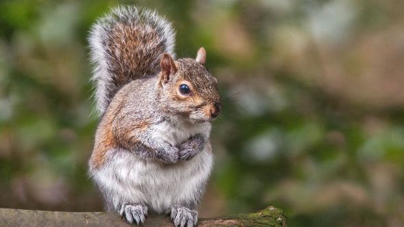 Sign up to the Great Yorkshire Creature Count!