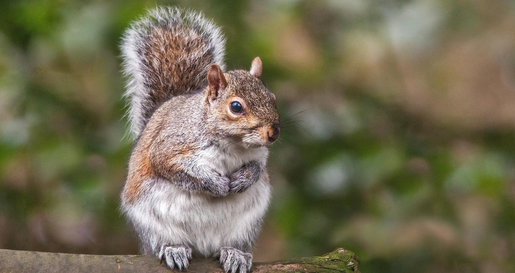 Earnsahws Yorkshire Creature Count