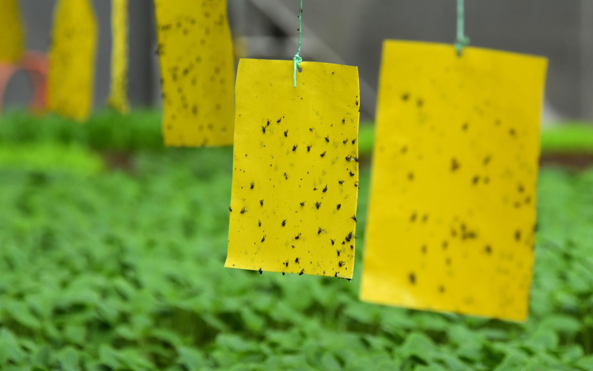 yellow sticky traps