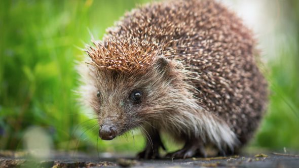 YORKSHIRE WILDLIFE TRUST LAUNCH HEDGEHOG APPEAL