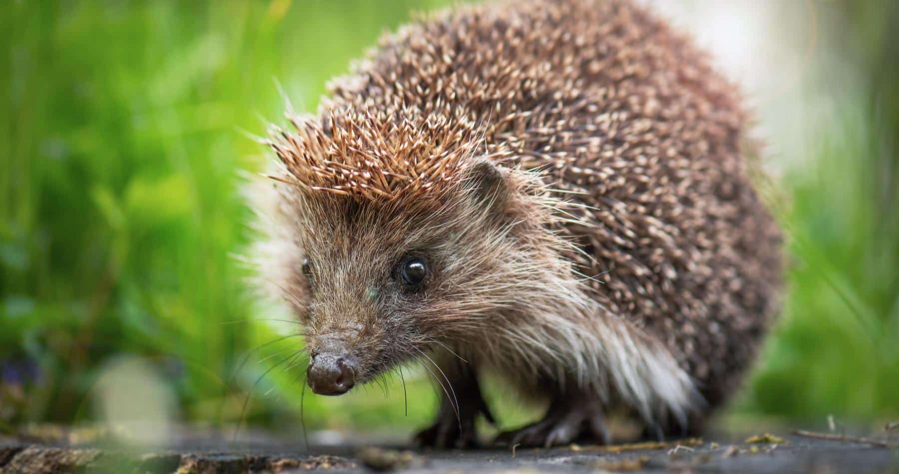 Hedgehog