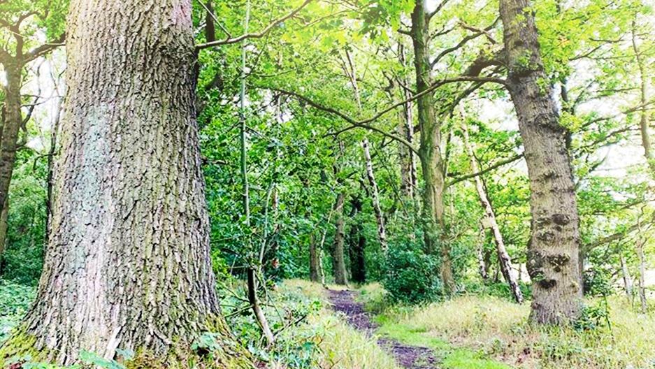 The Nature Trail at Midgley - Earnshaws