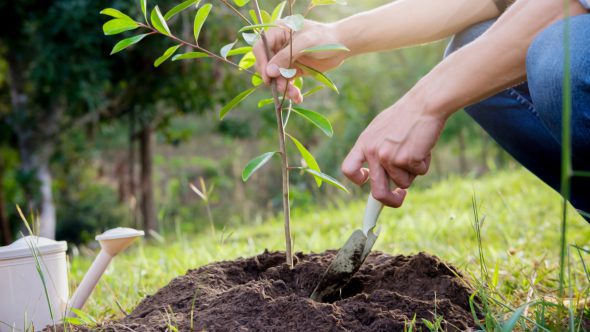 National Tree Week