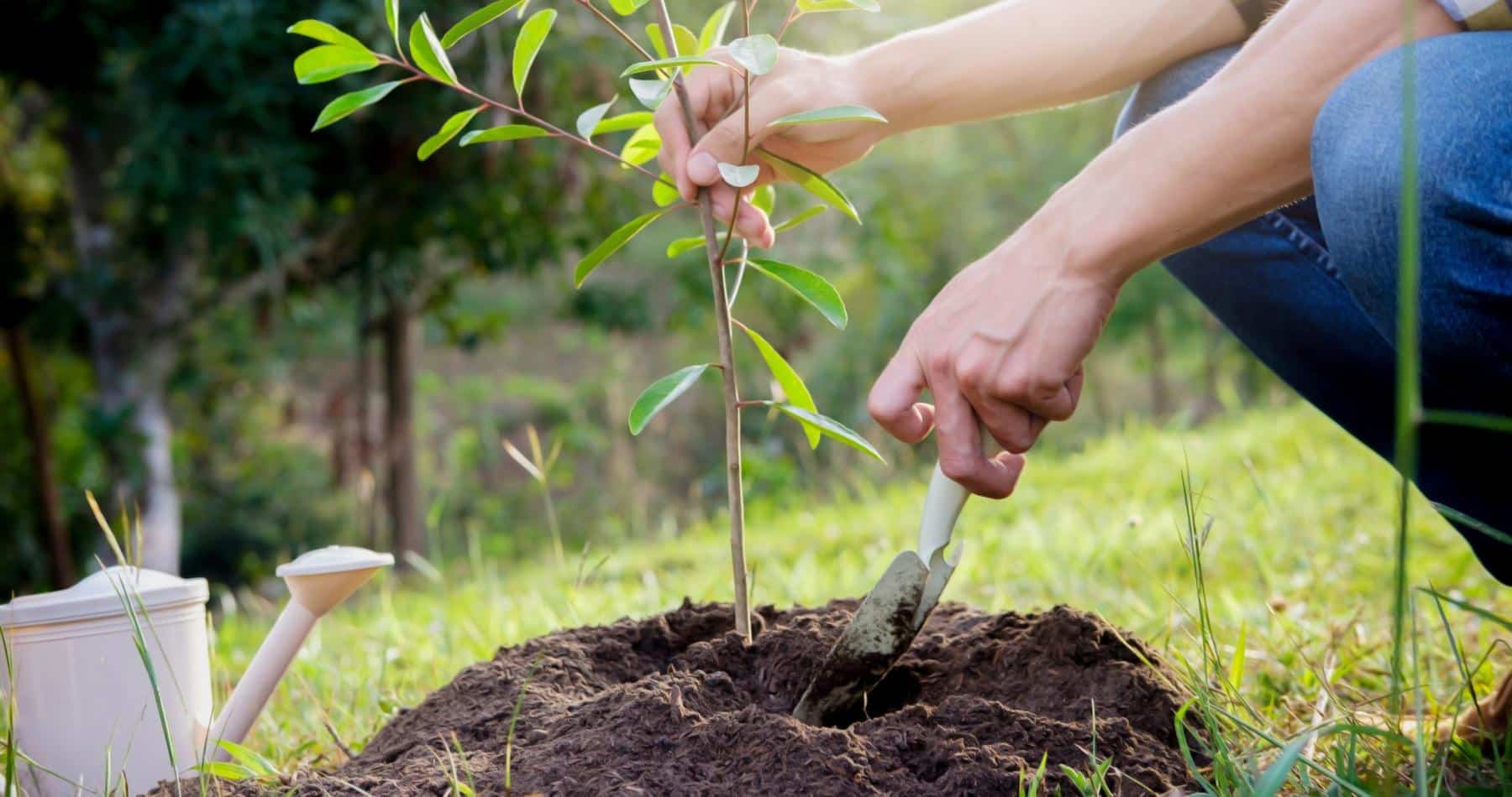 National Tree week