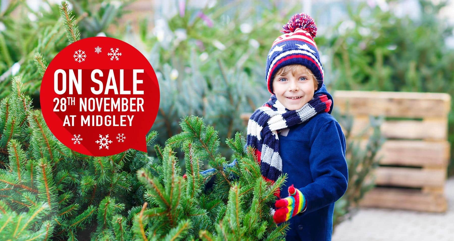 Christmas trees on sale