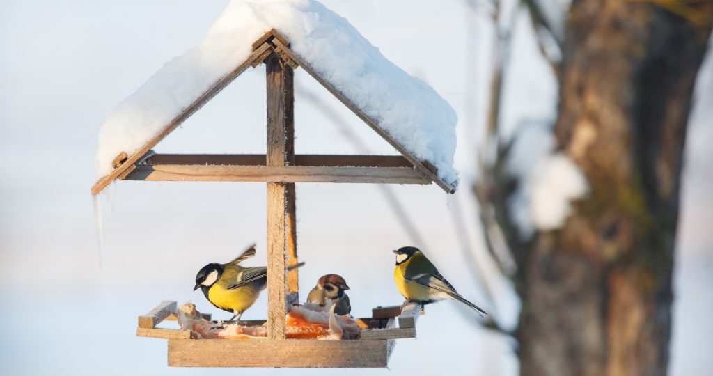 wooden tree bird house