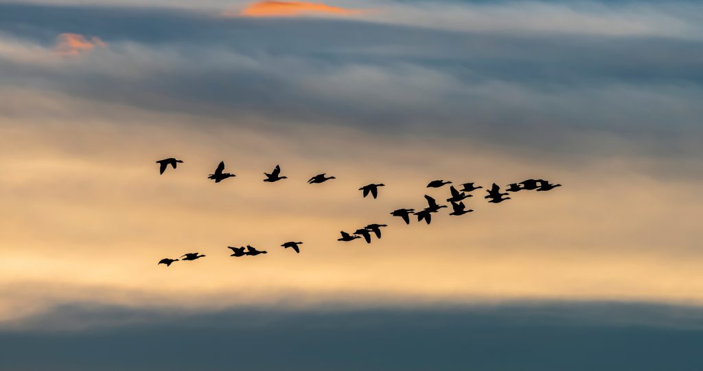 Migrating geese