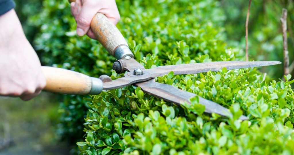 Pruning winter shrubs