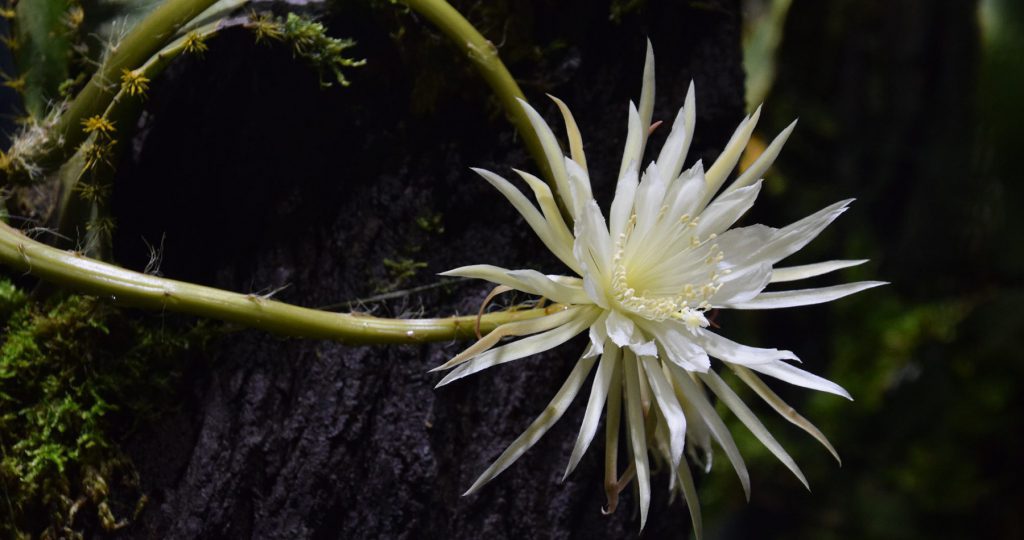 white flower