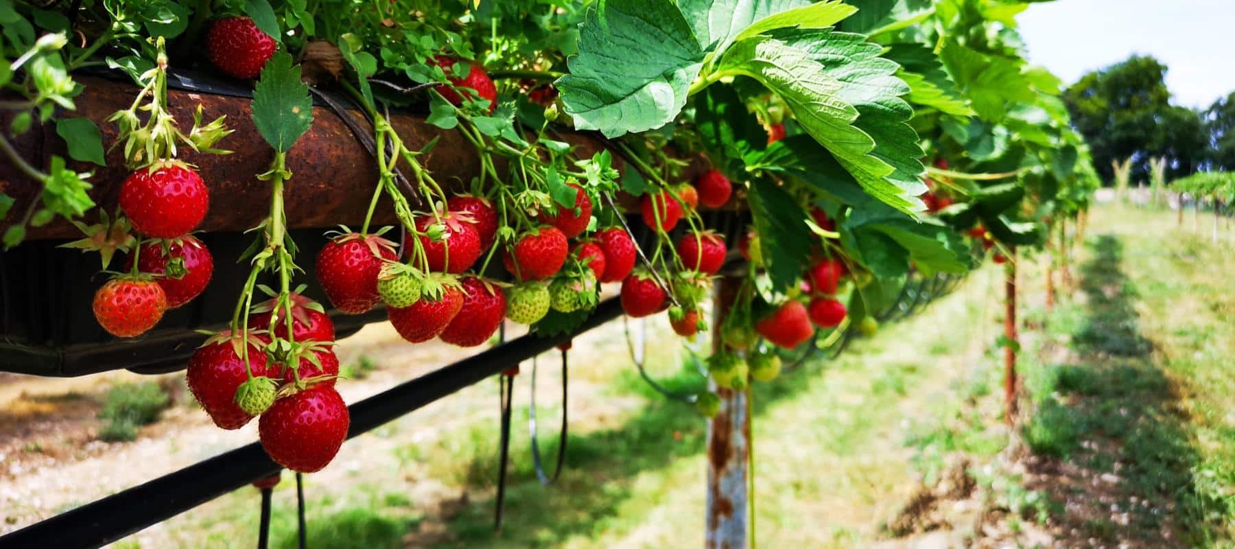 Strawberry plant