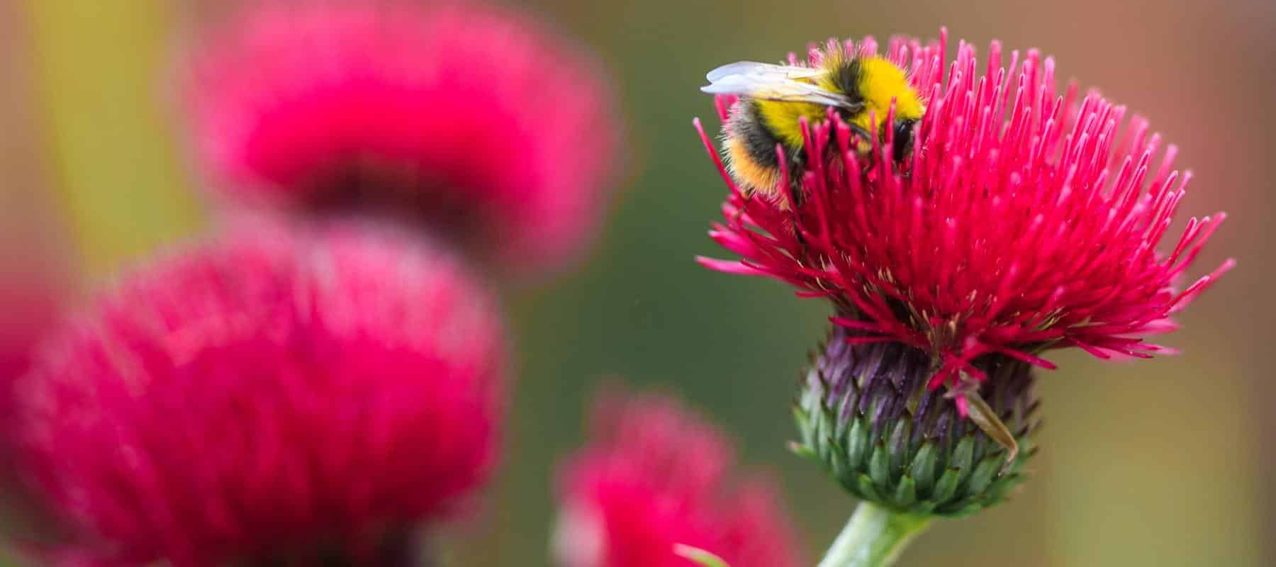 Cirsium rivulare