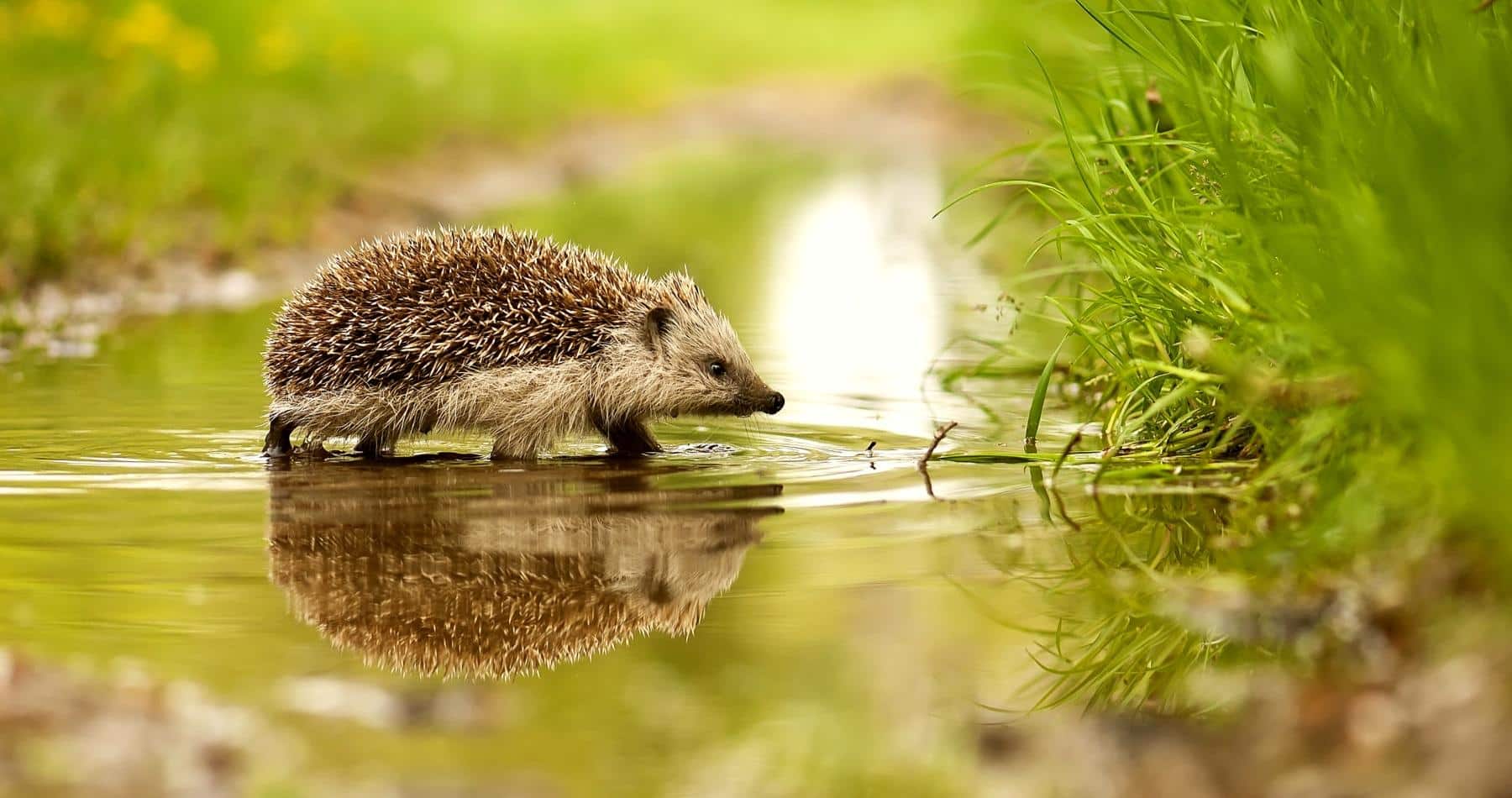 Hedgehog