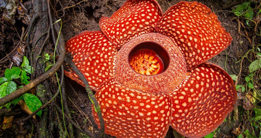 Rafflesia Arnoldii