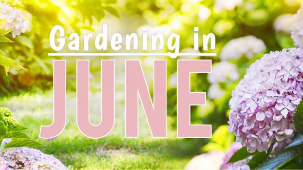 June in Your Garden