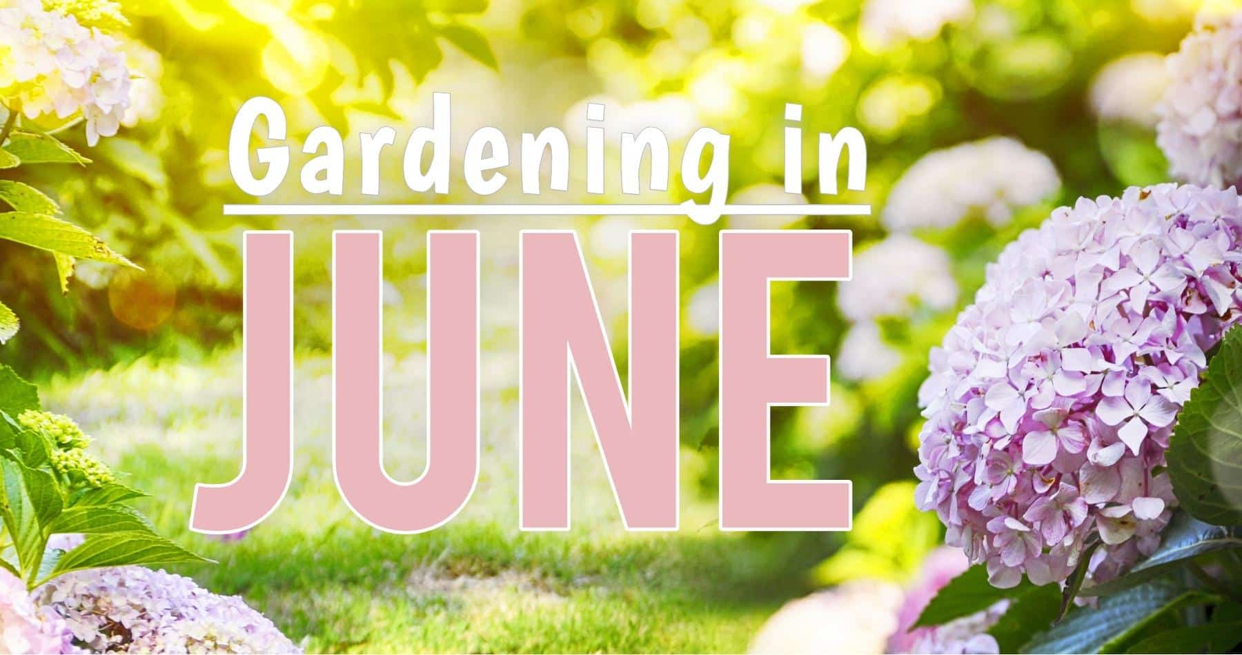 Gardening in June