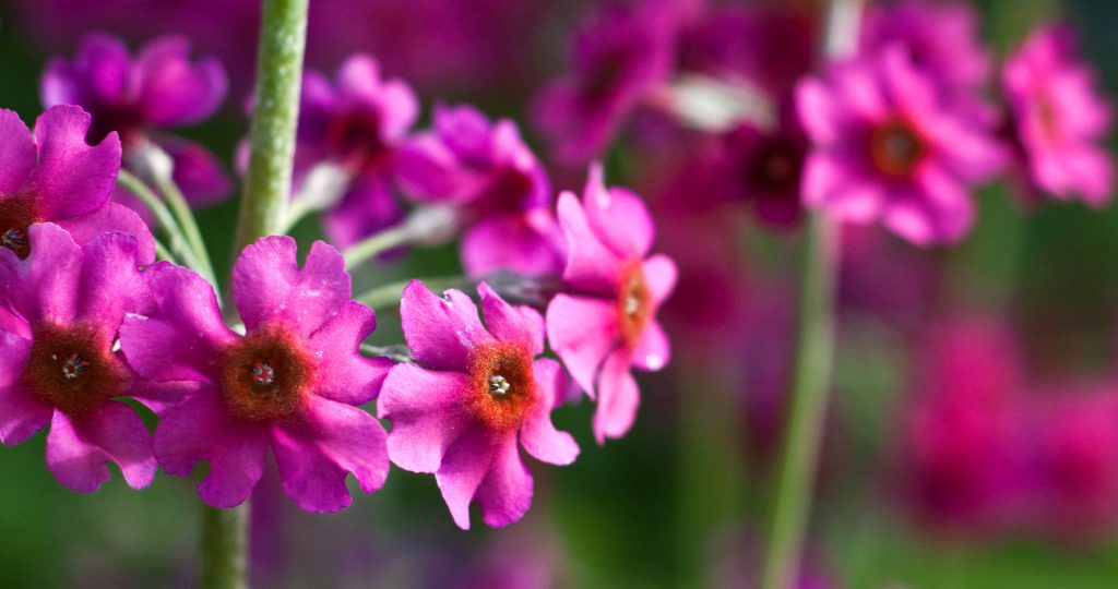 Candelabra primulas