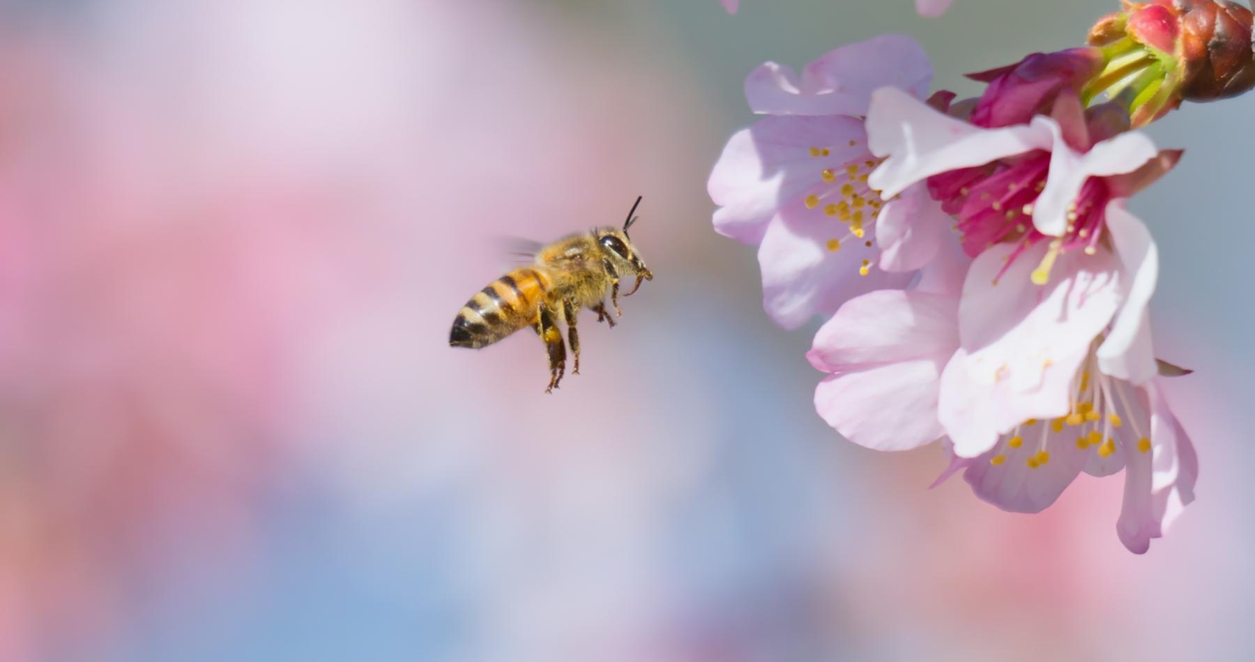 Bee Pollination from Wildflower