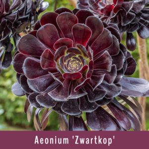 Aeonium ‘Zwartkop’