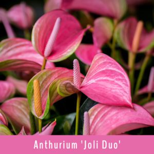 Make the Most of July in Your Garden | Latest | Earnshaws