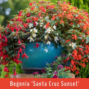Begonia ‘Santa Cruz Sunset’