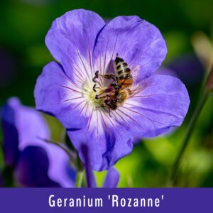 Geranium Rozanne