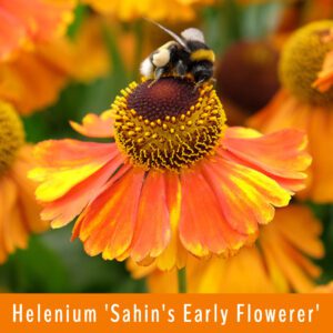 Helenium