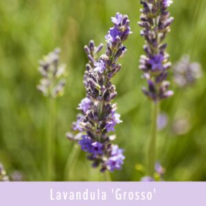 Lavandula Grosso