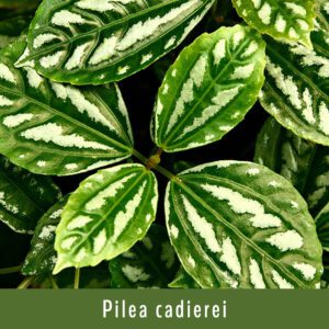 Pilea cadierei