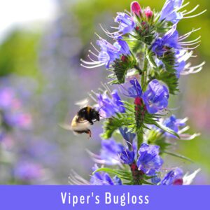 Viper's Bugloss