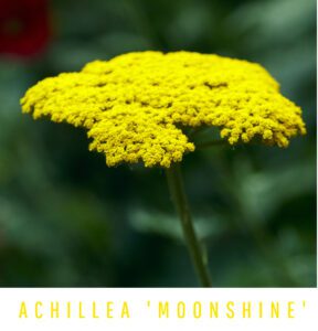Achillea Moonshine