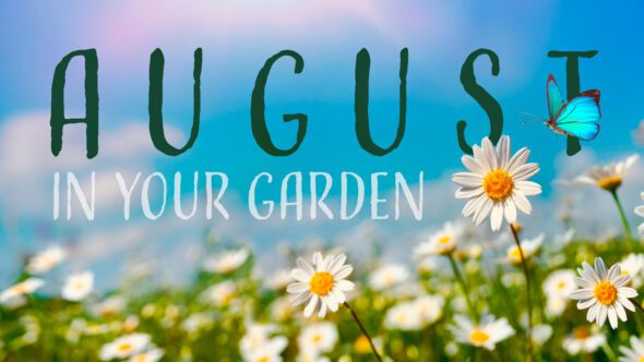 Gardening Tips for August