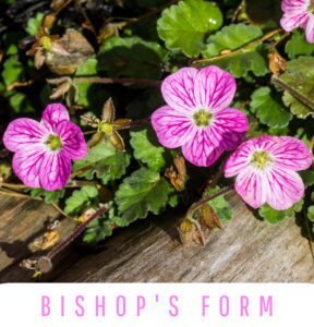 Bishop's Form