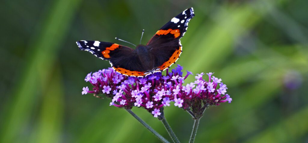 Butterfly on Verbena bonariensis