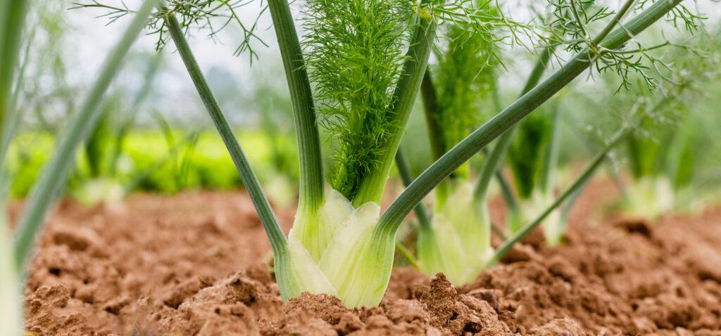 Florence Fennel