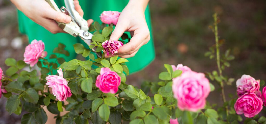 Pruning roses