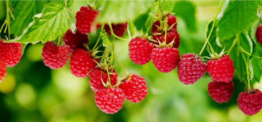 Raspberry plant