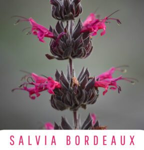 Salvia Bordeaux