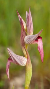 Serapias parviflora