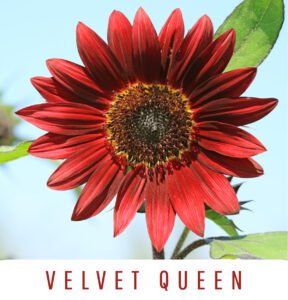 Velvet Queen