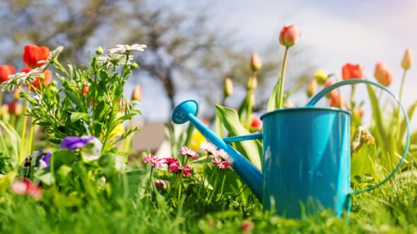 Taking Care of Your Garden in a Heatwave