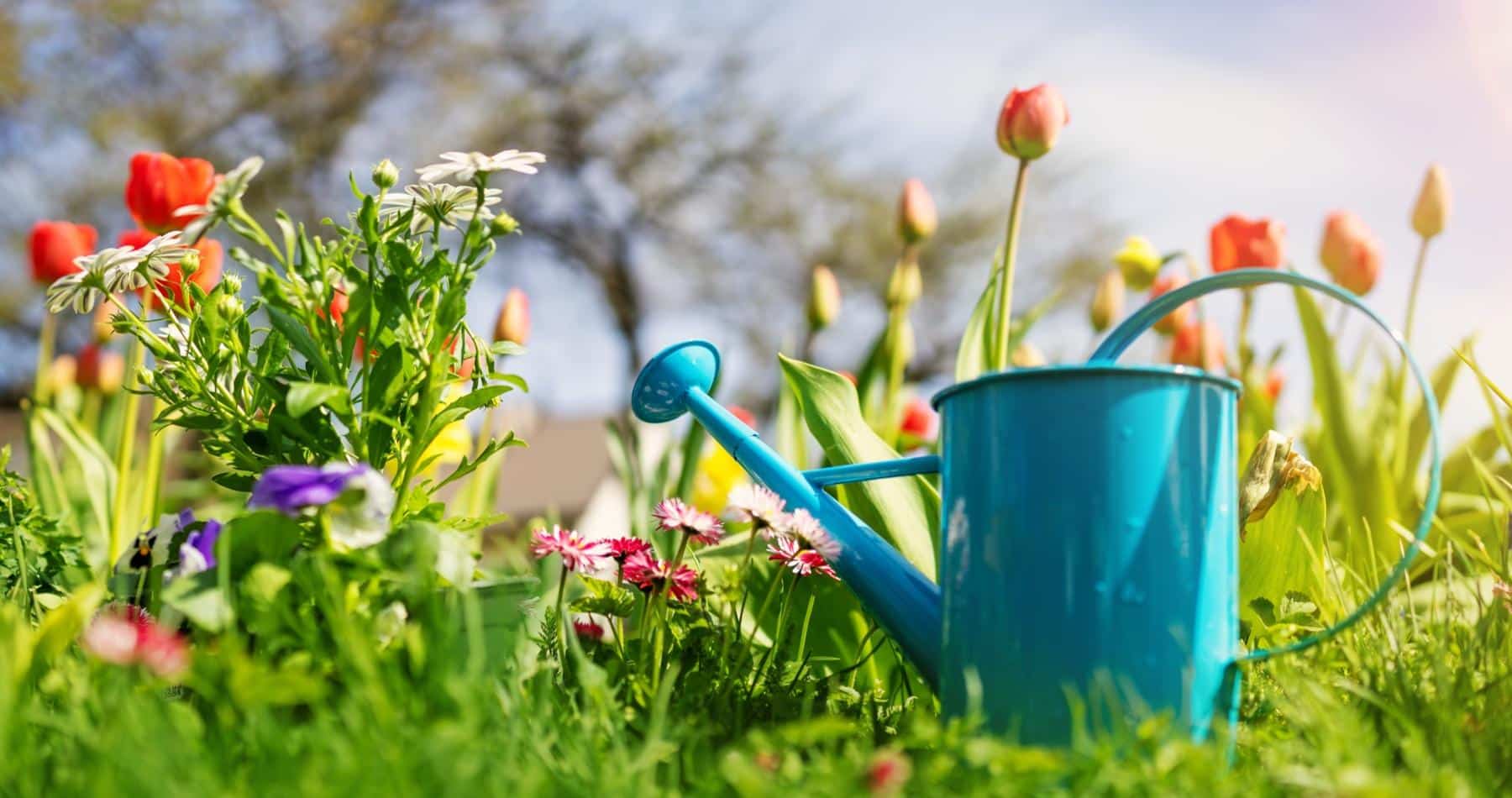 Taking Care of Your Garden in a Heatwave - Top Tips from Earnshaws Fencing Centre