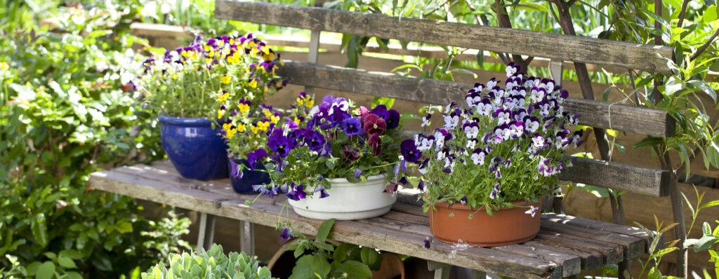 Potted plants in the shade