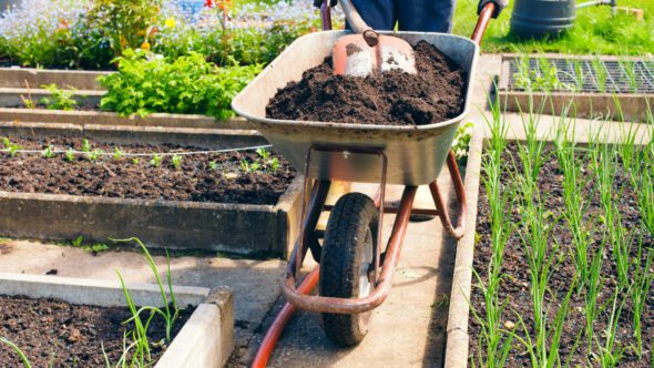 National Allotments Week 2021