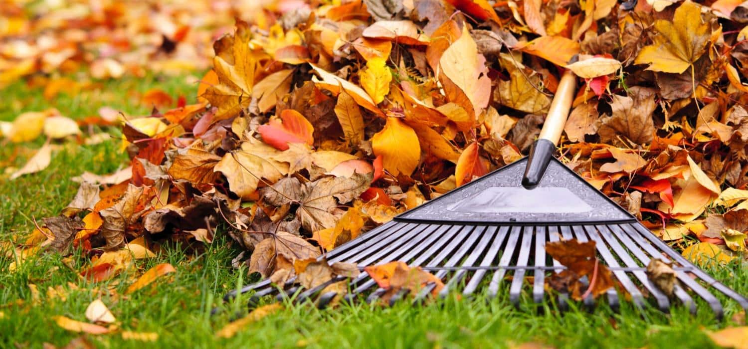 Raking autumn leaves