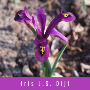 Iris JS Dijt